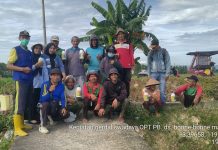 UPTD BPTPH Dinas TPHP Sulbar Lakukan Gerdal OPT Penggerek Batang Tanaman Padi di Desa Bonne-Bonne