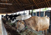 Kanwil Kemenag Sulbar Akan Sembelih 15 Ekor Sapi Qurban, Pada Hari Raya Idul Adha Tahun 2024