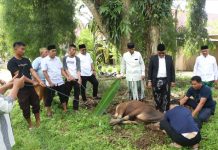Hari Raya Idul Adha 1445 Hijriah, Pemprov Sulbar Sembelih 15 Ekor Sapi Kurban
