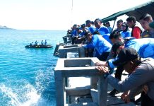 Menjaga Ekosistem Laut Teluk Mamuju, Pj. Gubernur Sulbar Bahtiar Sebar Artificial Reef