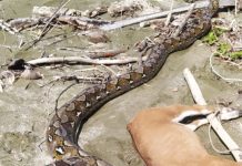 Geger, Ular Piton Sepanjang 5 meter Mangsa Sapi Milik Warga Lebani