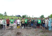 Tanam Pisang Cavendish di Polman, Dijamin Harga Tidak Akan Turun Meski Panen Melimpah
