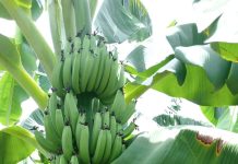 Program Cavendish Pj Bahtiar Berhasil,Petani Sulbar Akan Panen, Raup 1 Miliar