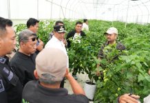 Kunjungi Smart Farming Katokkon Toraja, Pemprov Sulbar Kepincut Kembangkan Cabe Katokkon Khas Sulbar