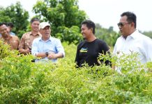 Inspirasi Kawasan Terpadu Cabe Salo Dua Enrekang, Akan Dikembangkan di Sulbar
