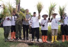 Pesta Panen Padi di Kalukku, Wagub Sulbar Dorong Strategi Jangka Panjang dengan Revolusi Irigasi Sulbar