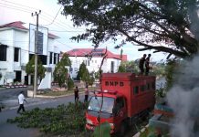 Respons Cepat : Regu 4 Posko Siaga Darurat BPBD Sulbar Pangkas Pohon di Area Posko untuk Keselamatan