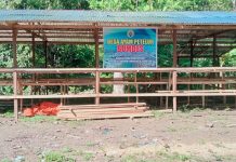 Kapasitas kandang 1.500 Ekor, BUMDes Lebani Targetkan Ayam Petelur Jadi Pendongkrak PAD Desa