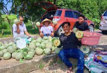 SDK–JSM Dorong Ketahanan Pangan, UPTD BBTPH DINAS TPHP Langsung Tancap Gas Panen Melon”