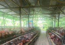 Minat Beli Telur Sangat Tinggi Ketua BUMDes Maju Bersama Desa Lebani:Telur Habis Terjual Sebelum Dipanen.