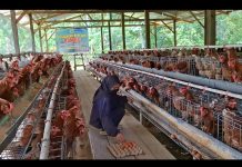 Wujudkan Swasembada Pangan, Desa Lebani Optimalkan 20% Dana Desa Lewat Budidaya Ayam Petelur