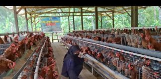 Wujudkan Swasembada Pangan, Desa Lebani Optimalkan 20% Dana Desa Lewat Budidaya Ayam Petelur