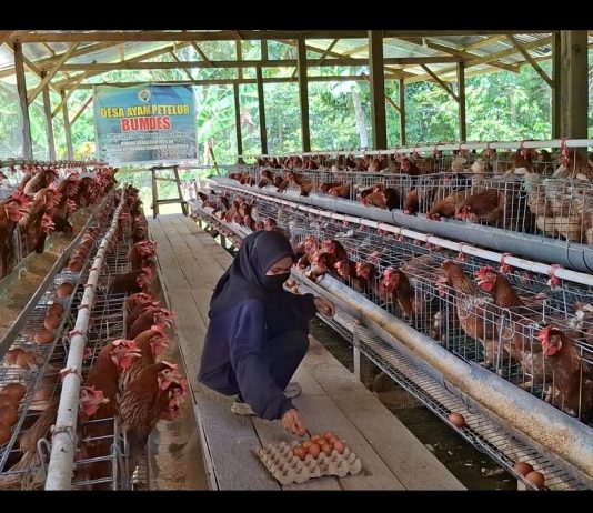 Wujudkan Swasembada Pangan, Desa Lebani Optimalkan 20% Dana Desa Lewat Budidaya Ayam Petelur