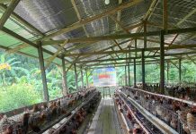 BUMDes Maju Bersama Desa Lebani, Mulai Produksi Telur hingga 80% Per Hari