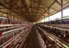 Lalat dan Bau Busuk Kepung Pemukiman, Warga Ganno Minta Kandang Ayam Ditutup