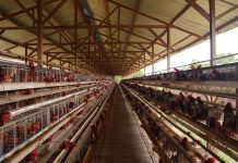 Lalat dan Bau Busuk Kepung Pemukiman, Warga Ganno Minta Kandang Ayam Ditutup