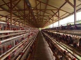 Lalat dan Bau Busuk Kepung Pemukiman, Warga Ganno Minta Kandang Ayam Ditutup