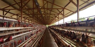 Lalat dan Bau Busuk Kepung Pemukiman, Warga Ganno Minta Kandang Ayam Ditutup