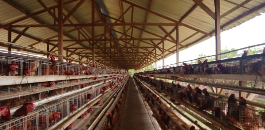 Lalat dan Bau Busuk Kepung Pemukiman, Warga Ganno Minta Kandang Ayam Ditutup
