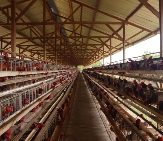 Warga Desak Pemerintah Turun Tangan Evaluasi Kandang Ayam Petelur di Dusun Ganno, “Kalau Tak Bisa Atasi Bau Busuk dan Lalat, Tutup Saja”