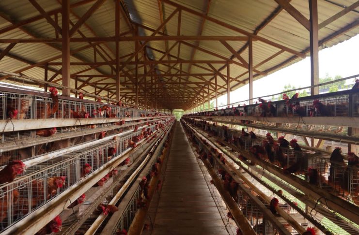 Lalat dan Bau Busuk Kepung Pemukiman, Warga Ganno Minta Kandang Ayam Ditutup