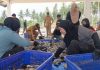 Panen Nila Ukuran Konsumsi di UPTD BBIP Poniang, DKP Sulbar Targetkan Produksi 3 Ton Tahun Ini