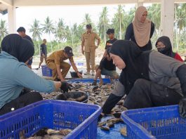 Panen Nila Ukuran Konsumsi di UPTD BBIP Poniang, DKP Sulbar Targetkan Produksi 3 Ton Tahun Ini