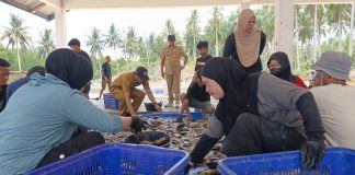 Panen Nila Ukuran Konsumsi di UPTD BBIP Poniang, DKP Sulbar Targetkan Produksi 3 Ton Tahun Ini