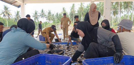 Panen Nila Ukuran Konsumsi di UPTD BBIP Poniang, DKP Sulbar Targetkan Produksi 3 Ton Tahun Ini