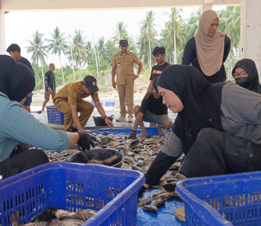 Panen Nila Ukuran Konsumsi di UPTD BBIP Poniang, DKP Sulbar Targetkan Produksi 3 Ton Tahun Ini