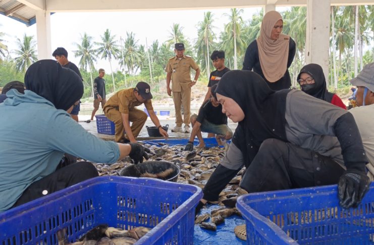Panen Nila Ukuran Konsumsi di UPTD BBIP Poniang, DKP Sulbar Targetkan Produksi 3 Ton Tahun Ini